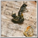 Heriades truncorum - Loecherbiene 05a 6mm Paarung.jpg